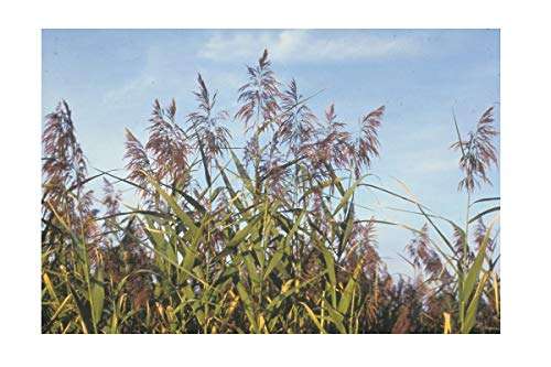 Phragmites australis (Norfolk reed) - Marginal Pond Plants - MP091 ...