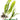 Java Fern x 25 - Tropical Water Live Aquarium Plants