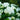 Hortensia - 3 pcs. - Hydrangea paniculata 'Silver Dollar' - H25-40cm - ⌀9cm