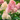 Hortensia - 3 pcs. - Hydrangea paniculata 'Pink Lady' - Height 25-40cm - ⌀9cm