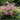 African mallow - 3 pcs. - Anisodontea capensis 'El Rayo' - Height 25-40cm - ⌀9cm