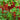 Redcurrant - 3 pcs - Ribes rubrum - Height 25-40cm - ⌀9cm