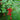 Redcurrant - 3 pcs - Ribes rubrum - Height 25-40cm - ⌀9cm