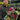 Autumn and Winter Flowering Bundle