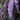 Summer lilac - 6 pcs. - Buddleja davidii - Height 25-40cm - ⌀9cm