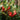 Cranberry - 3 pcs. - Vaccinium macrocarpon 'Cranberry' - Height 10-20cm - ⌀9cm