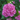 Hortensia - 3 pcs. - Hydrangea macrophylla - Height 25-40cm - ⌀9cm