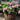 Hortensia - 6 pcs. - Hydrangea macrophylla 'Early Pink' - Height 25-40cm - ⌀9cm