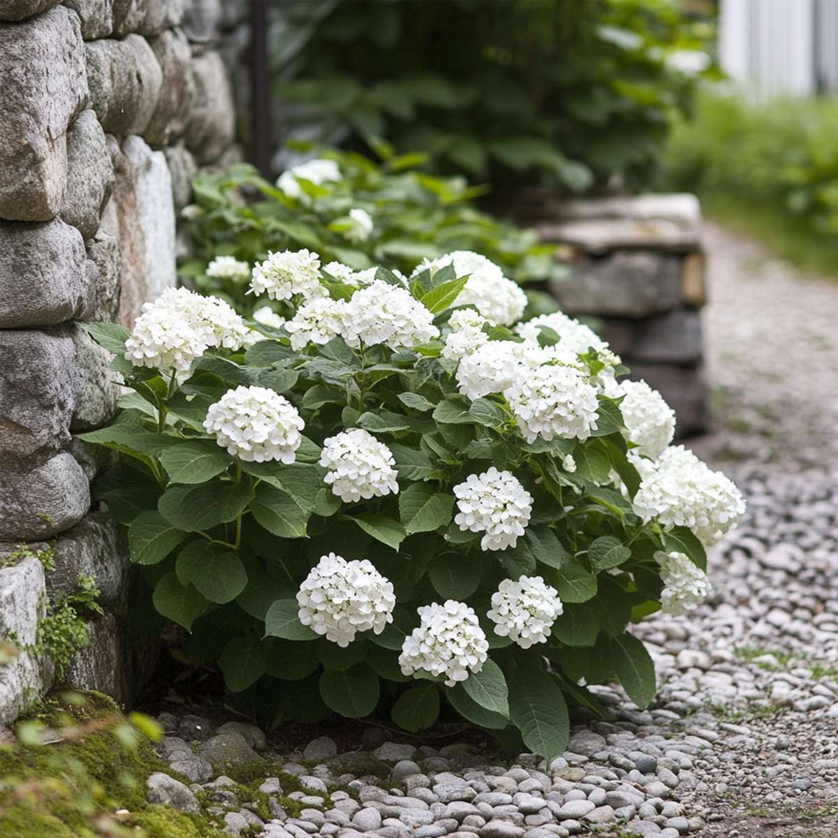 Plant in a Box Hydrangea macrophylla teller 'Red Bull' - 6er Set Hortensien Plant in a Box Hydrangea macrophylla teller 'Red Bull' - 6er Set Hortensien