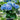 Hortensia - 6 pcs. - Hydrangea macrophylla 'Bavaria' - Height 25-40cm - ⌀9cm