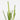 Pampasgrass - 6 pcs. - Cortaderia selloana - Height 25-40cm - ⌀9cm