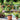 Peach Tree - Prunus 'Bonanza' - Height 60-70cm - ⌀15cm