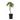 Peach Tree - Prunus 'Bonanza' - Height 60-70cm - ⌀15cm