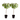 Peach Tree - 2 pcs. - Prunus Bonanza, Saturne - Height 60-70cm - ⌀15cm