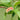 Peach Tree - 2 pcs. - Prunus Bonanza, Saturne - Height 60-70cm - ⌀15cm