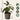 Pepino melon - 3 pcs. - Solanum Muricatum 'Pepino gold' - Height 25-40cm - ⌀9cm