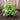 Pepino melon - 6 pcs. - Solanum Muricatum 'Pepino gold' - Height 25-40cm - ⌀9cm