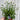 Leucanthemum x superbum Madonna'  9cm/1.5L