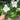 Platycodon White 9cm