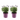 Lavender bush - 2 pcs. - Lavandula stoechas 'Anouk' - Height 25-35cm - ⌀15cm