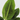 Banana Plant - 2 pcs. - Musa 'Oriental Dwarf' - Height 25-40cm - ⌀12cm