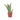 Snake plant - Sanseviera trifasciata 'Futura Superba' - Height 35-40cm - ⌀12cm