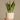 Snake plant - 3 pcs. - Sansevieria 'Futura Superba' - Height 35-40cm - ⌀12cm