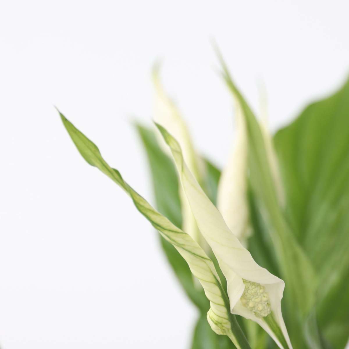 peace lily torelli Peace lilly - Spathiphyllum 'Torelli' - Height 30-45cm