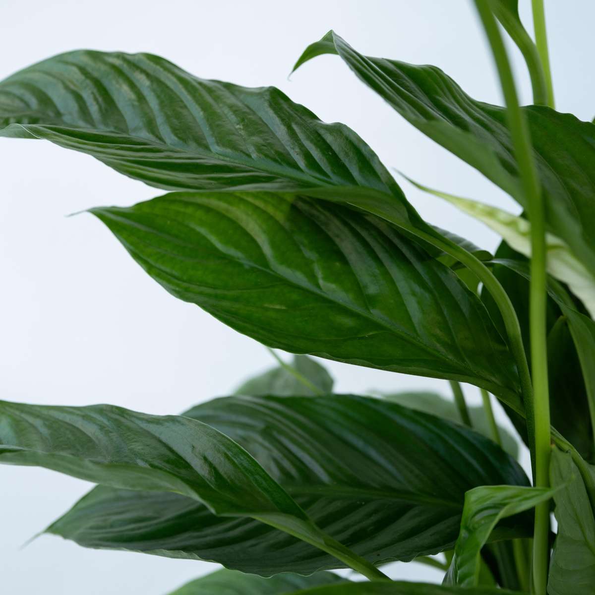 peace lily torelli Peace lilly - Spathiphyllum 'Torelli' - Height 30-45cm
