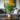 Areca palm 'Golden Cane' - Dypsis lutescens - Height 30-45cm - ⌀12cm