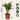 Areca palm 'Golden Cane' - Dypsis lutescens - Height 30-45cm - ⌀12cm