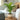 Areca palm 'Golden Cane' - 2 pcs. - Dypsis lutescens - Height 30-45cm - ⌀12cm