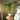 Areca palm 'Golden Cane' - Dypsis lutescens - Height 60-70cm - ⌀17cm