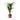 Areca palm 'Golden Cane' - Dypsis lutescens - Height 60-70cm - ⌀17cm