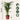 Areca palm 'Golden Cane' - Dypsis lutescens - Height 60-70cm - ⌀17cm