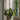 Sweetheart Plant - Philodendron 'Florida Green' - Height 20-30cm - ⌀12cm