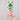 Autograph tree - 2 pcs. - Clusia rosea 'Princess' - Height 25-35cm - ⌀12cm