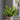 Bird's nest fern - Asplenium nidus 'Crispy Wave' - Height 25-40cm - ⌀12cm