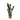 ZZ Plant - Zamioculcas Zamiifolia - Height 55-65cm - ⌀17cm