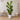Fiddle-leaf fig - 2 pcs. - Ficus Lyrata - Height 70-90cm - ⌀21cm