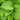 Hosta Emerald Tiara - Marginal Pond Plants - BPD045A