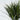 Madagascar Dragon Tree - 4 pcs. - Dracaena marginata - Height 70-80cm - ⌀17cm