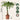 Money Tree Plant - 2 pcs. - Pachira aquatica - Height 60-70cm - ⌀17cm