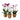 Moth Orchid - x3 - Phalaenopsis Multiflora in basket - Height 35-45cm - ⌀12cm