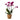 Moth Orchid - Phalaenopsis Multiflora with basket - Height 35-45cm - ⌀12cm