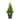Picea glauca 'Rainbows End' 3L