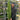 Cupressus sempervivrens Totem (Italian Cypress) 50-60cm, 140-150cm