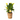Calla 'Ruby' - Yellow - Height 30-40cm - ⌀12cm