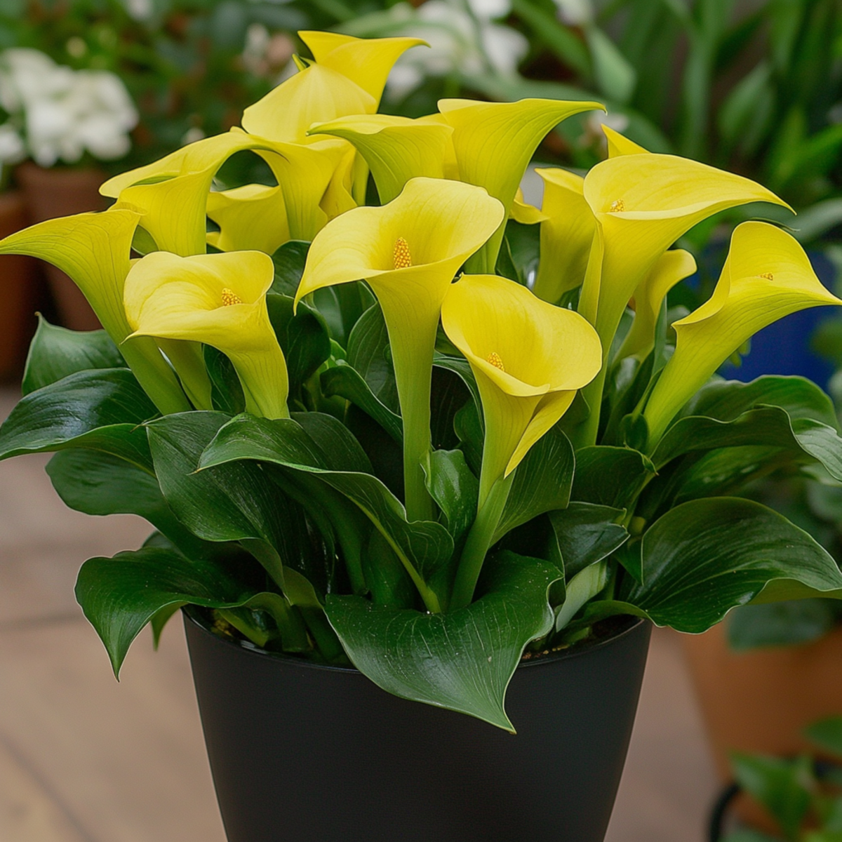 Calla Rudolph 40cm Calla 'Ruby' - Yellow - Height 30-40cm - ⌀12cm – Lincspplants