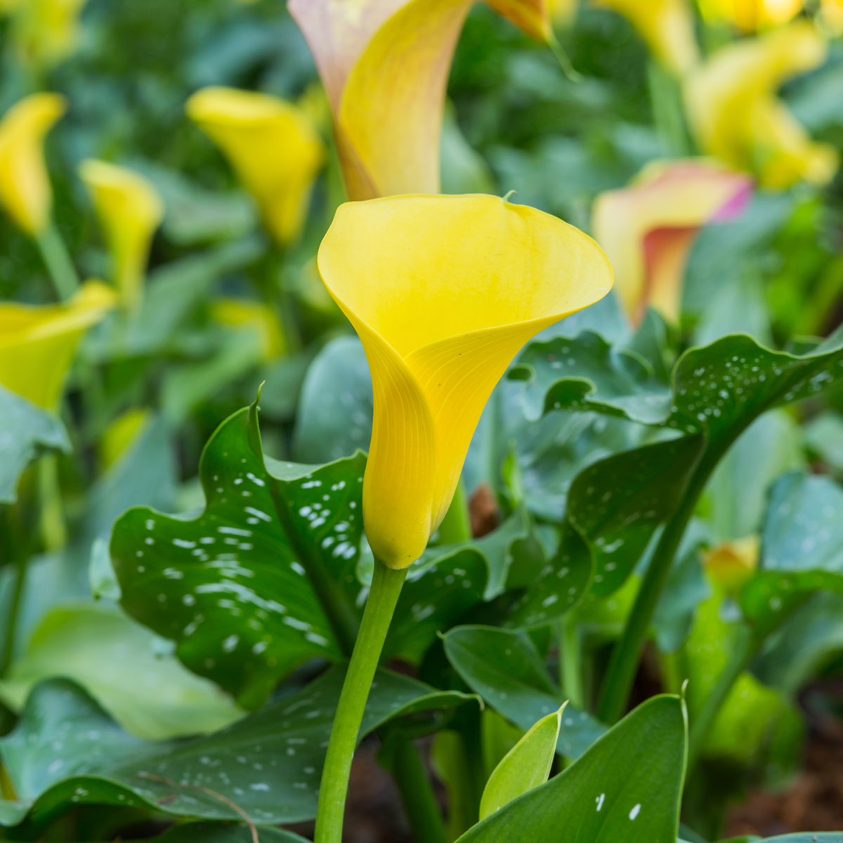 Calla Rudolph 40cm Calla 'Ruby' - Yellow - Height 30-40cm - ⌀12cm – Lincspplants